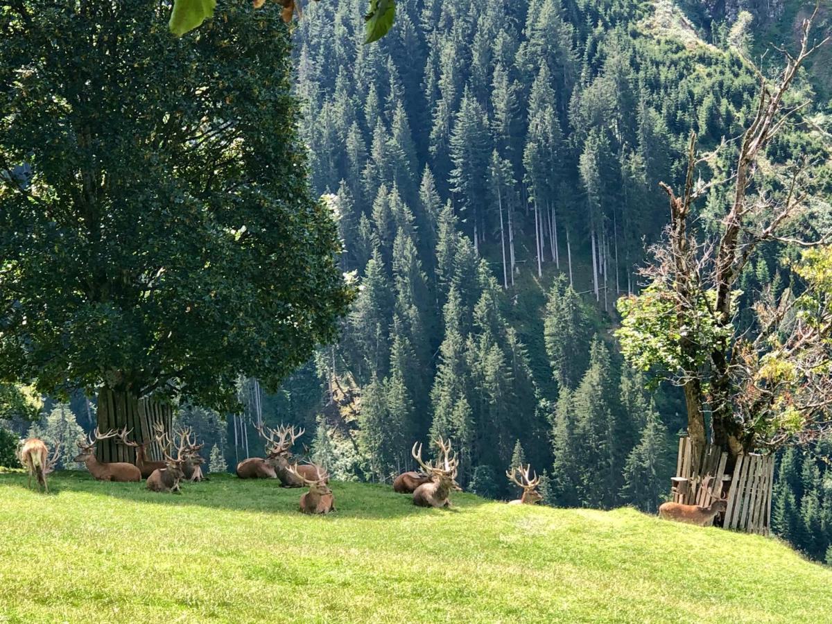 Haizelrock Кирхберг Экстерьер фото